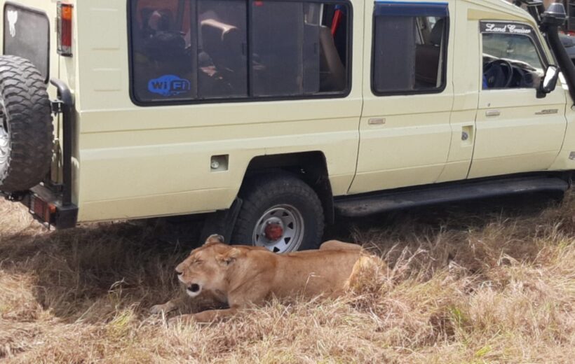 3-Day Masai Mara Group Budget Camping Safari shared van