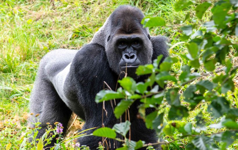 4-Day Holiday in Uganda – Gorilla Trekking Bwindi Forest