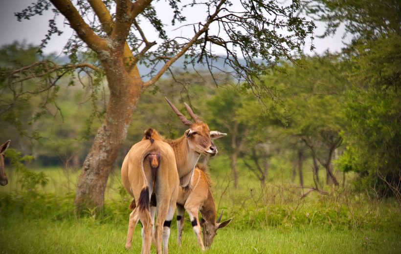 3-Day Masai Mara Group Budget Camping Safari shared van