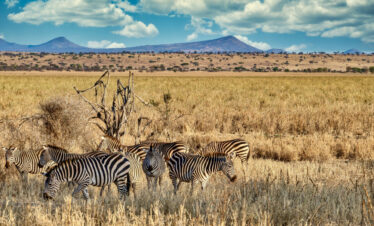 African Wildlife Safari