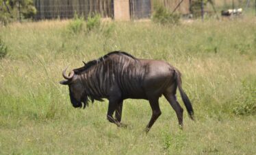 African Wildlife Safari