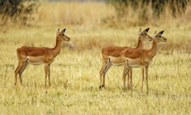 African Wildlife Safari