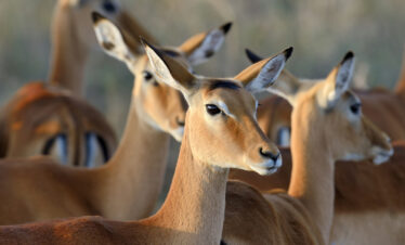 African Wildlife Safari