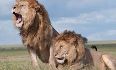 African Wildlife Safari