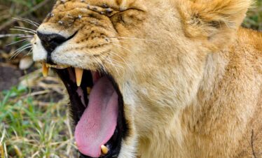 African Wildlife Safari