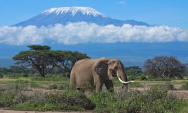 African Wildlife Safari