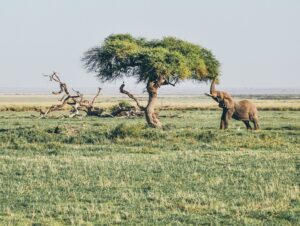 3 Days Best Midrange Amboseli private safari