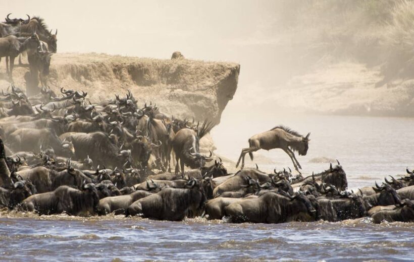 3 Days Maasai Mara migration safari Daily Departure by shared Minivan