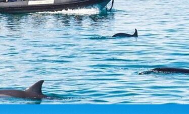 Dolphin tour experience in Watamu