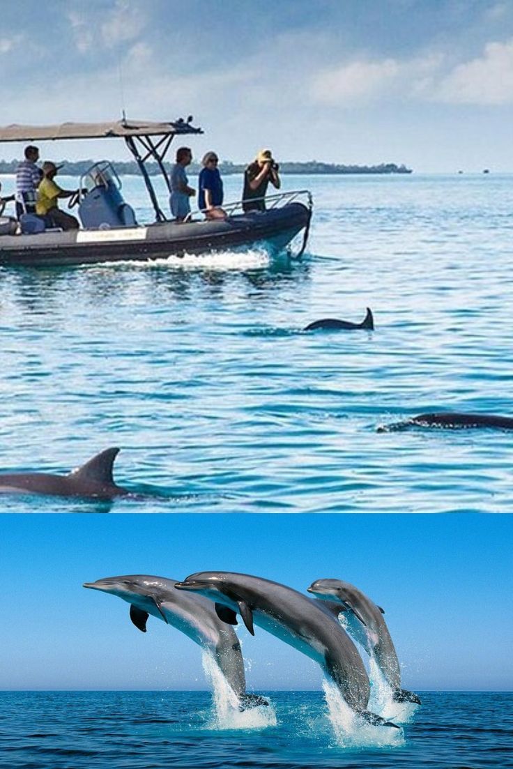 Dolphin tour experience in Watamu