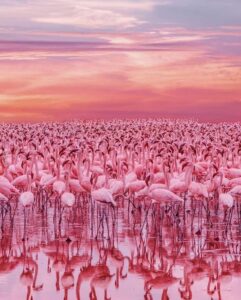 Lovely Flamingo Lake 🦩 Lake Nakuru Kenya Africa 