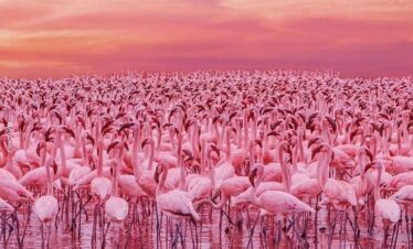 Lake Nakuru wildlife safari