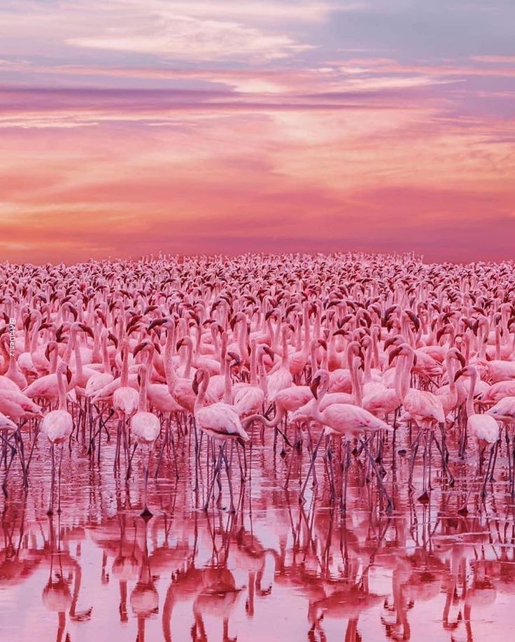 Lake Nakuru flamingos