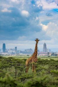 Nairobi National Park Kenya