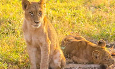 Lion pride in Serengeti National during a game drive