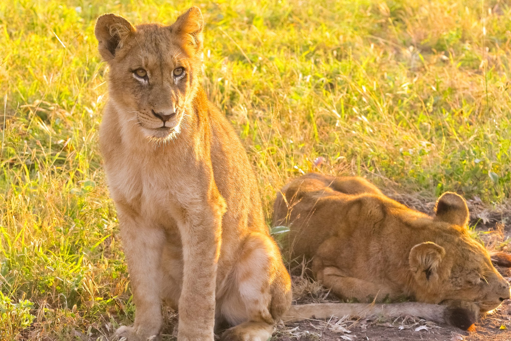 Lion pride in Serengeti National during a game drive