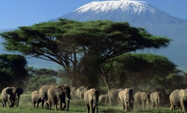 2 Days Amboseli safari from Nairobi elephant herd