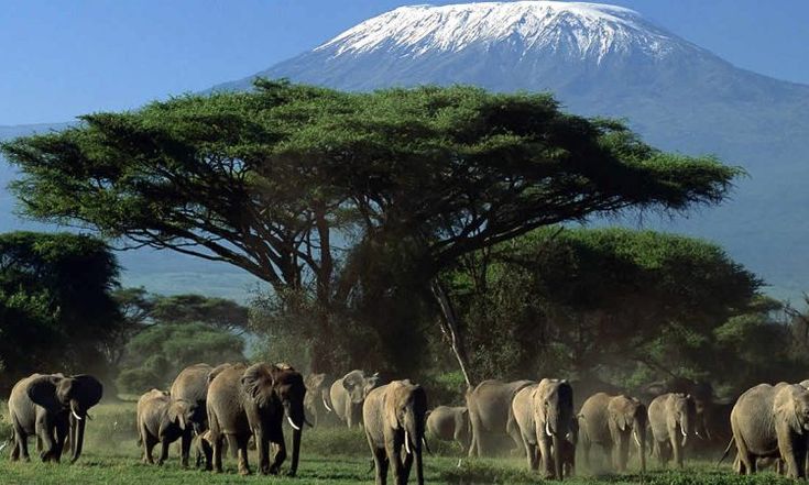 Amboseli National Park