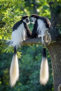 aberdare national park
