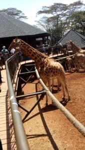 Day outting giraffe center