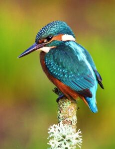 Tsavo National Park kingfisher