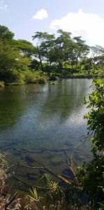 Tsavo National Park mzima spring
