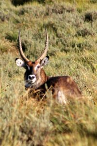 Waterbuck Aberdare national park Kenya