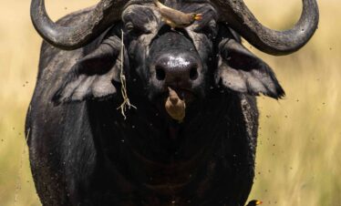 African Wildlife Safari