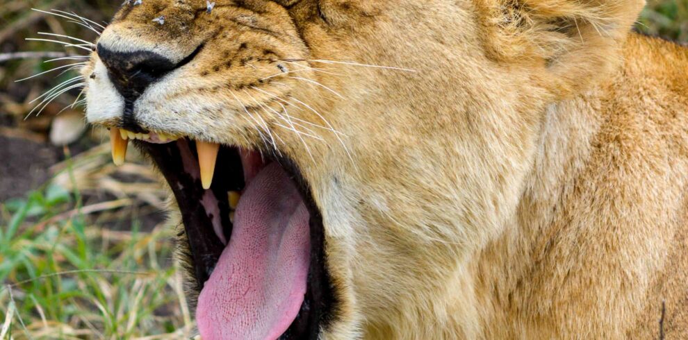 5 Days Kenya safari package