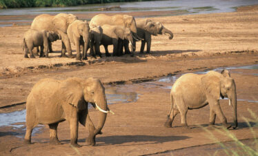 AMBOSELI NATIONAL PARK
