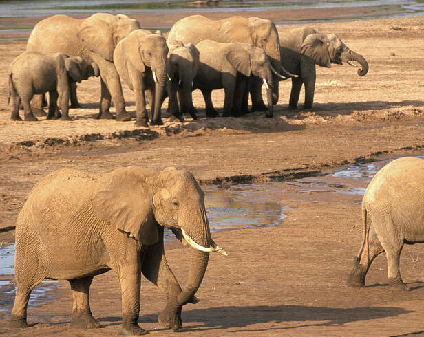kenya