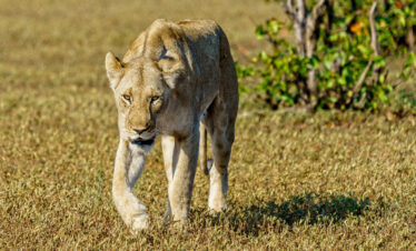 TANZANIA CAMPING SAFARI