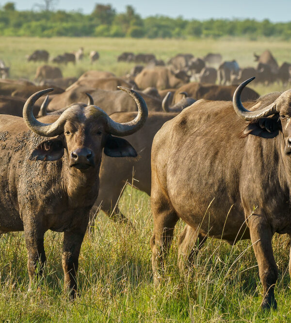 amboseli
