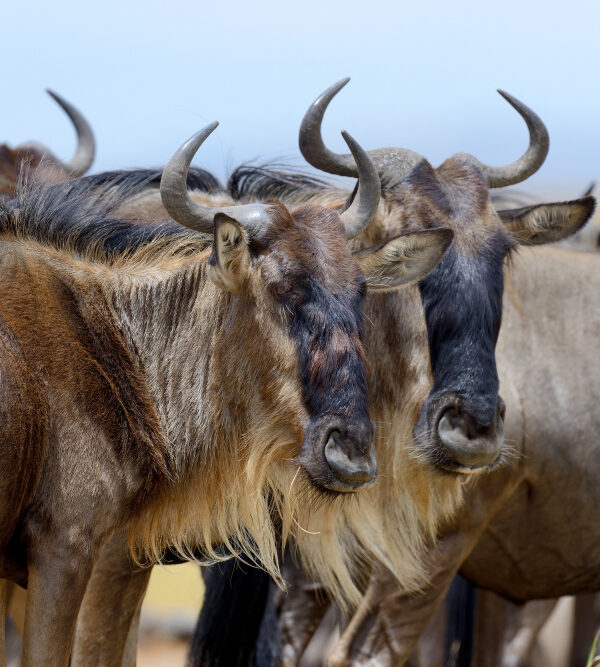 amboseli