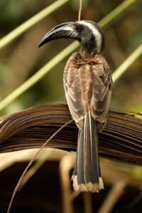 African Grey Hornbill