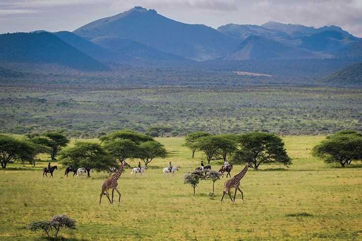 Wildlife during Rainy weather in Kenya