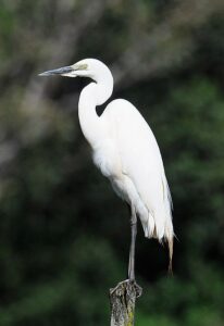 Great Egret Saiwa Swamp NP Kenya