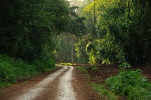 KAKAMEGA FOREST