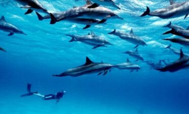 Dolphin swimming in the Indian Ocean near Diani Beach