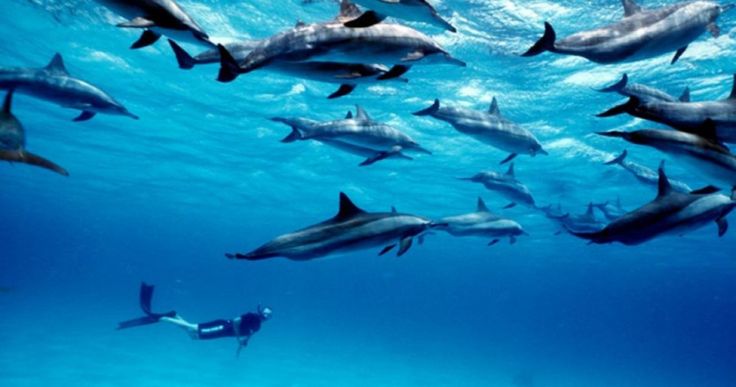 Dolphin swimming in the Indian Ocean near Diani Beach
