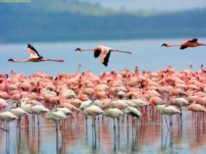 Valentine's day Lake Nakuru