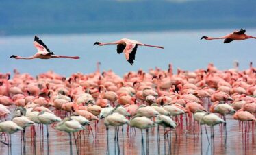 Flamingoes at Lake Nakuru