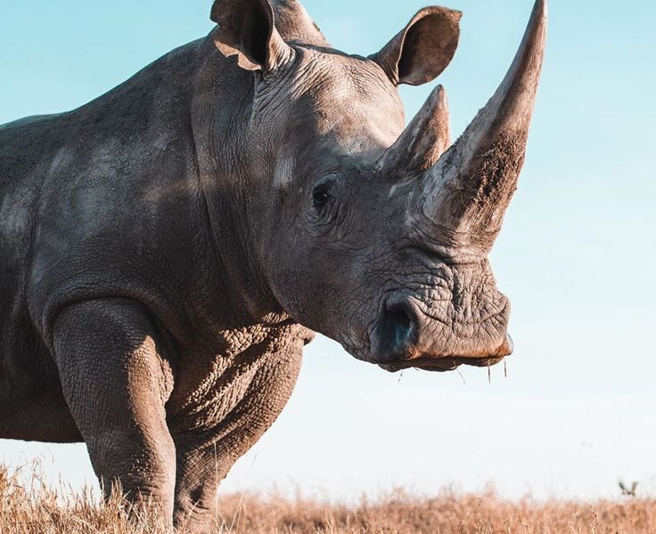 Ol Pejeta Conservancy Kenya Africa