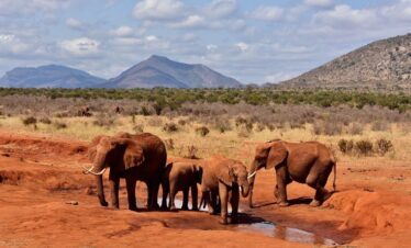 Red elephants during a game drive in Tsavo East National park
