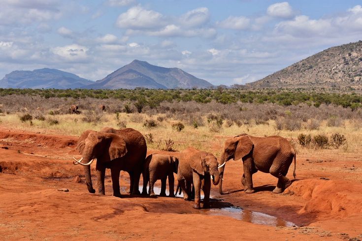 Red elephants during a game drive in Tsavo East National park