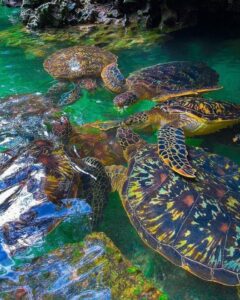 Turtles in Zanzibar