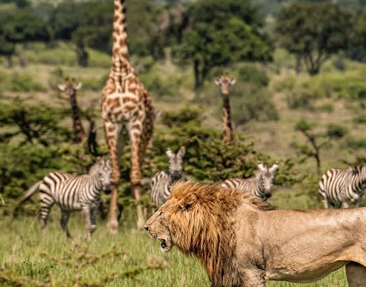 Why visit Masai Mara Kenya