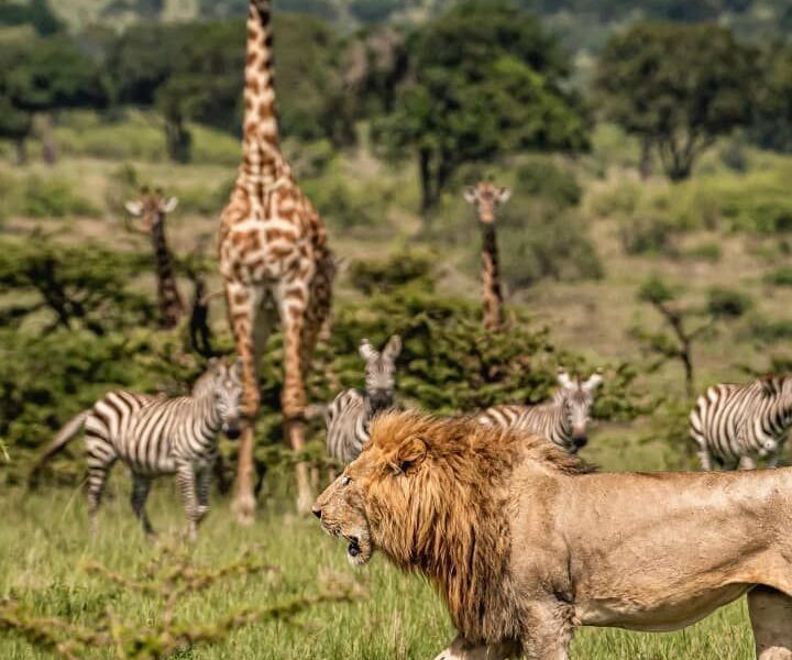 Why visit Masai Mara Kenya