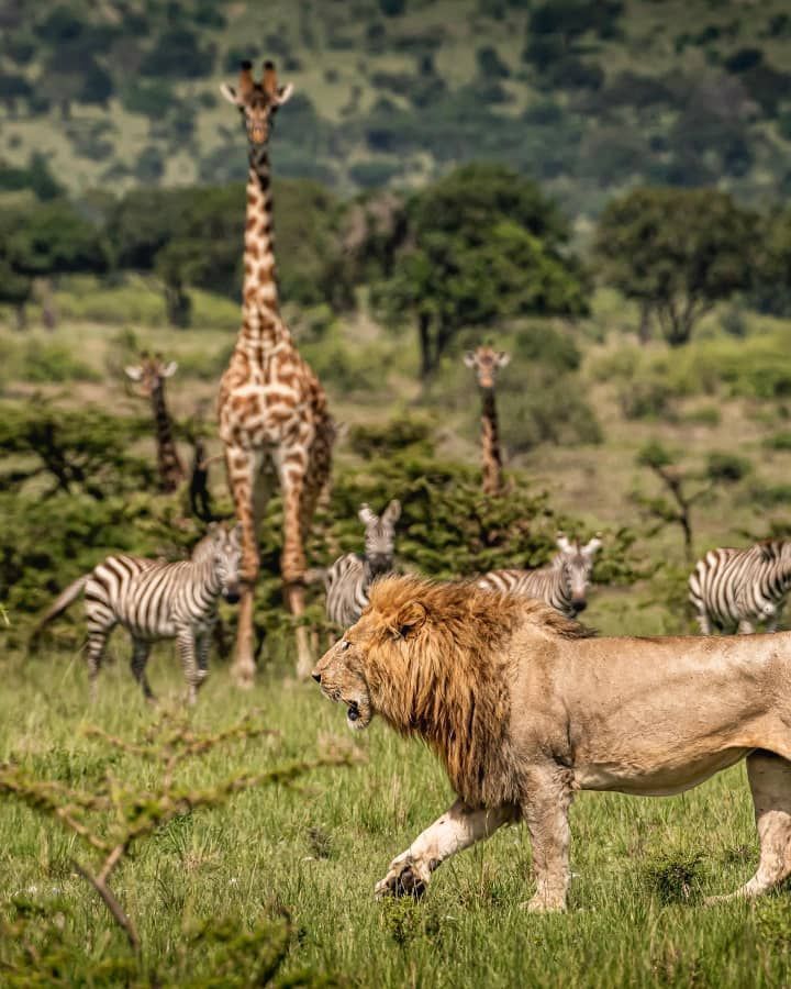 Why visit Masai Mara Kenya