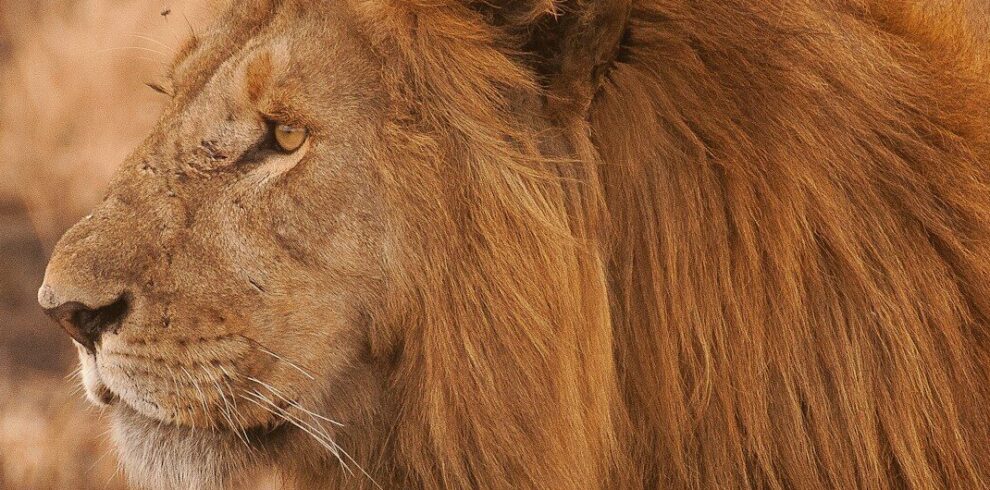 tsavo national park
